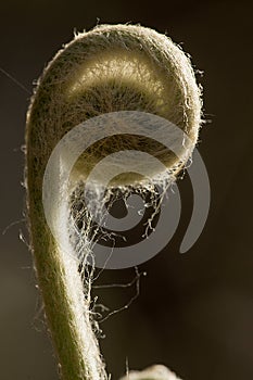 Fiddleheads of the cinnamon fern in spring, Valley Falls Park.