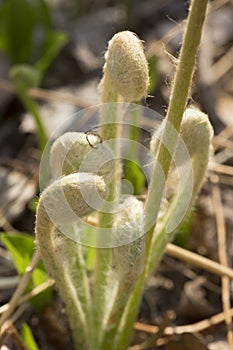 Fiddleheads of the cinnamon fern in spring, Valley Falls Park.