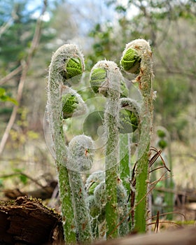 Fiddleheads emerging