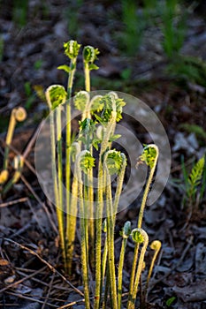 Fiddleheads Ferns Taking a Sunbath in Late Spring