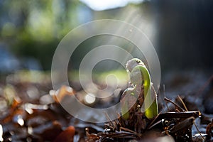Fiddleheads Frame Right with Sunburst and Lens Flare