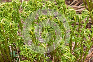 Fiddleheads of unfurling Ostrich fern grown in the forest in Austria, Europe