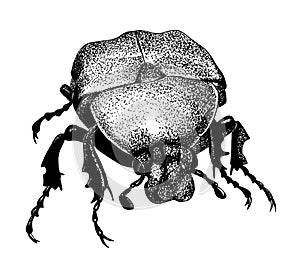 Fiddler beetle, hand drawn vintage black ink illustration