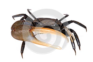 Fiddler Crab 1