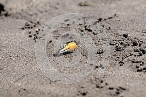 Fiddler Crab