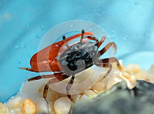 A Fiddler Crab with a Big Pincer