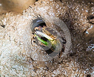 Fiddler crab or Calling crab