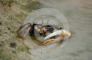 fiddler crab eating some algae