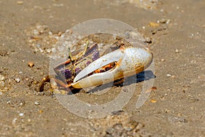 Fiddler Crab Male on the Ria Formosa, Portugal.