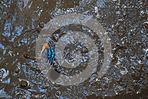 FIDDLER CRAB in the mud of the mangrove forest