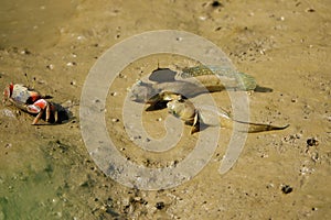 Fiddler Crab and mudskipper