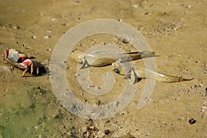 Fiddler Crab and mudskipper