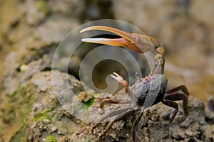 Fiddler crab raising his pinchers photo
