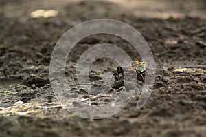 A fiddler crab, sometimes known as a calling crab photo