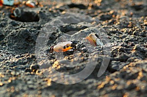 A fiddler crab, sometimes known as a calling crab photo