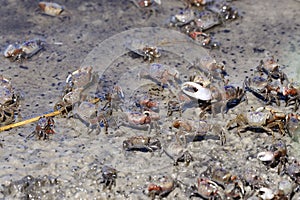 Fiddler crab, uca pugnax