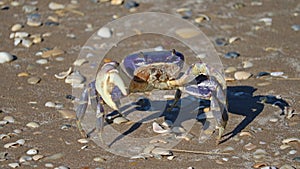 Blue Fiddler Crab on the Beach