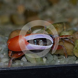 Fiddler Crab Uca sp.