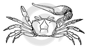 Fiddler crab vintage illustration