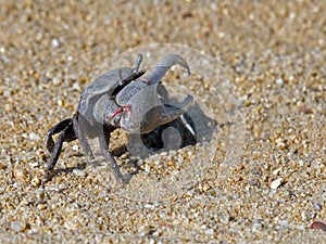 Fiddler Crab