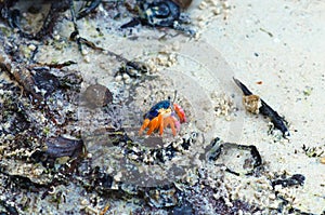 Fiddler Crab walking in mangrove forest at Lipe  island, Thailand