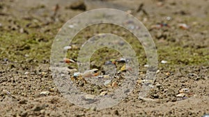 Fiddler Crabs Foraging for Food.