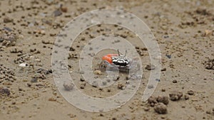 Fiddler crabs male on the ground