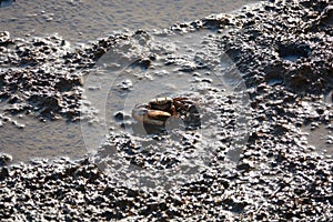 Fiddler Crabs in the Ria Formosa, Tavira, Algarve, Portugal