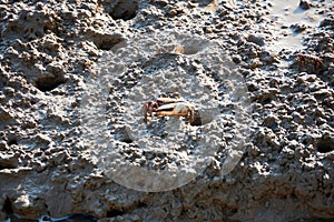 Fiddler Crabs in the Ria Formosa, Tavira, Algarve, Portugal