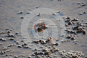 Fiddler Crabs in the Ria Formosa, Tavira, Algarve, Portugal