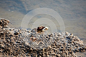 Fiddler Crabs in the Ria Formosa, Tavira, Algarve, Portugal