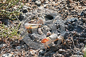 Fiddler Crabs in the Ria Formosa, Tavira, Algarve, Portugal