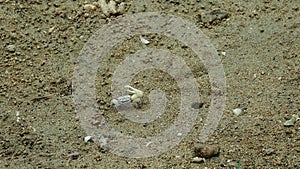 Fiddler crabs or Uca lactea perplexa on mud of mangrove field along Fukito river in Ishigaki island,