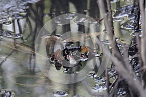 A fiddler grab, Uca tangeri, amongst mangrove roots