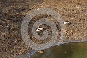 Fiddler grabs, Uca tangeri, on a mudflat