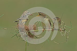 Fiding baby Zitting Cisticola bird