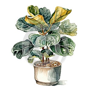 Fidle leaf fig, house plant in cute pot, clip art on white background, Generative AI