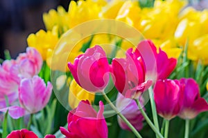 Fied of blooming tulips od pink, yellow and wjite colores