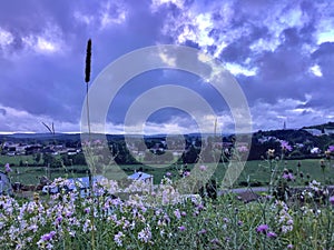 Fiel flowering plants in a rural village under framatic cloudy sky in Quebec countryside
