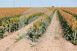 Fiel of grain sorghum or milo crop in West Texas