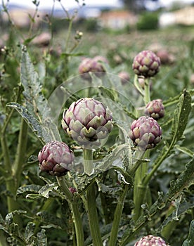 Fiel of Poivrade Artichokes, cynara scolymus