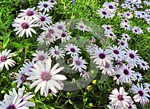 Field of African Daisies Osteospermum Dimorphotheca ecklonis