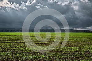 Field for agriculture, young shoots of winter wheat or grain crops began to germinate from the soil. Lines of young green sprouts