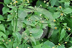 The field grows and blooms malicious weeds Galinsoga parviflora photo