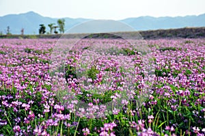 Field of alfalfa flowers also called lucerne