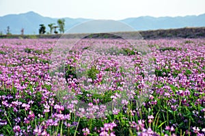 Field of alfalfa flowers also called lucerne photo