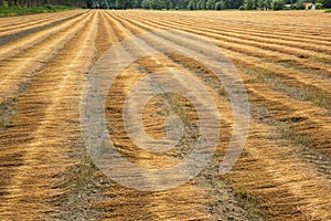 Field with aligned cut down flax.