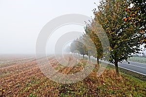 Field, alley and country road in morning fog