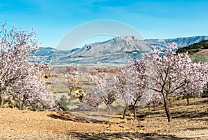 Field of Almond Trees