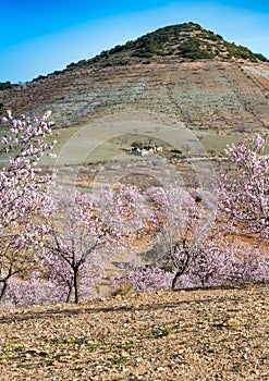 Field of Almond Trees